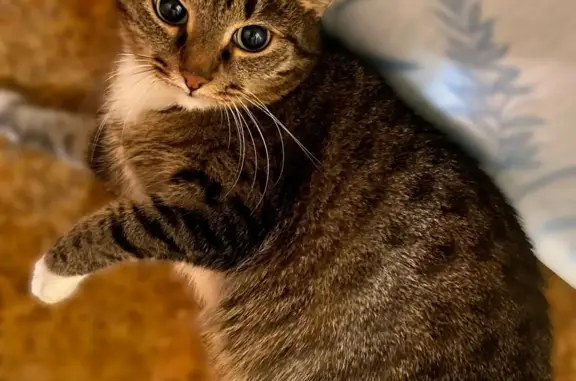Пропала кошка Клео на ул. Ломоносова, 117 в Березниках
