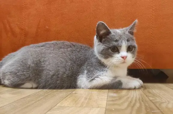 Найденыш: Ласковый котенок на Зыряновской, Новосибирск