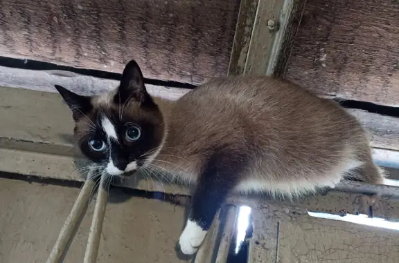Найдена кошка на Вологодской, 46 в Череповце