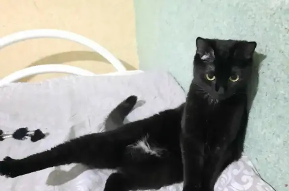 Кошки потеряшки, Новосибирск, фото: Потеряшка кошка на Выборной, 124, Новосибирск