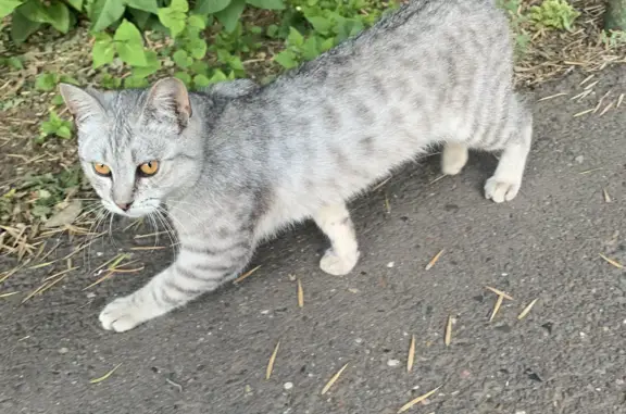 Найден Британский кот на Невельской, 30