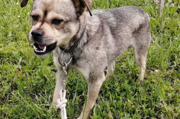 Собака Кобель найдена на Лесной улице, 3 в Бужоре