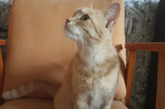 Найден рыжий котенок на ул. 50-летия ВЛКСМ в Ижевске