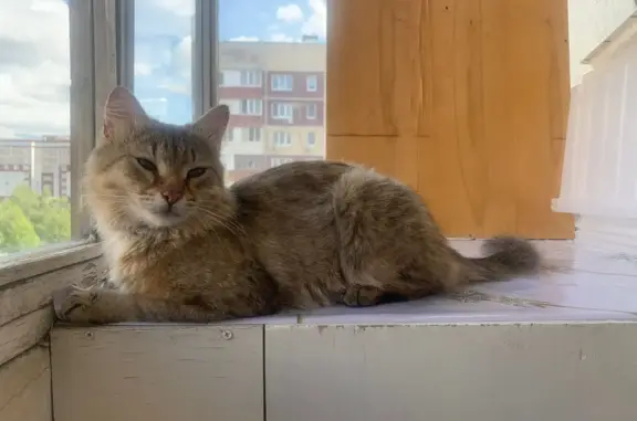 Потерянная кошка на Проспекте Победы, Казань