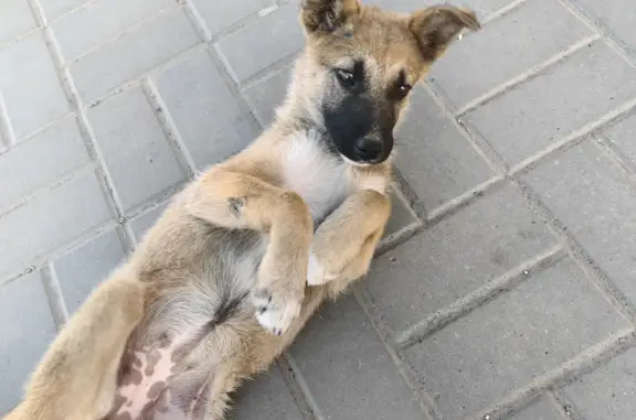 Найдена игривая собачка около автовокзала Астрахани