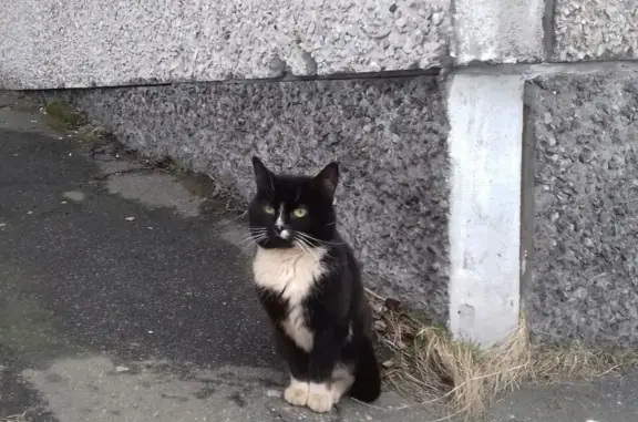 Найдена кошка: ул. Г. Седова, 18, Мурманск