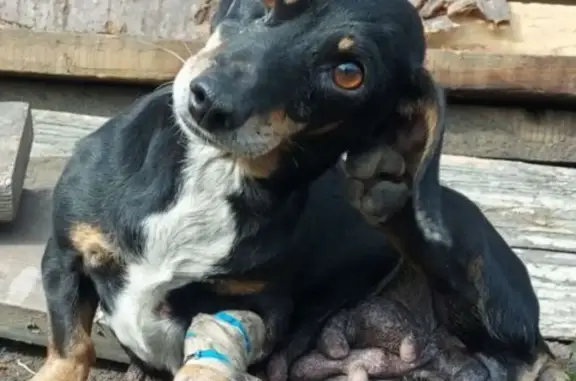 Найдена собака такса метис на 11-й Линии в Кемерово