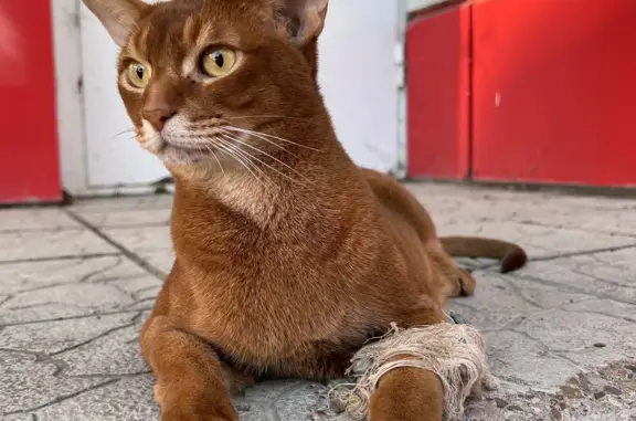 Найдена кошка с проблемной лапкой на ул. Гафури 101