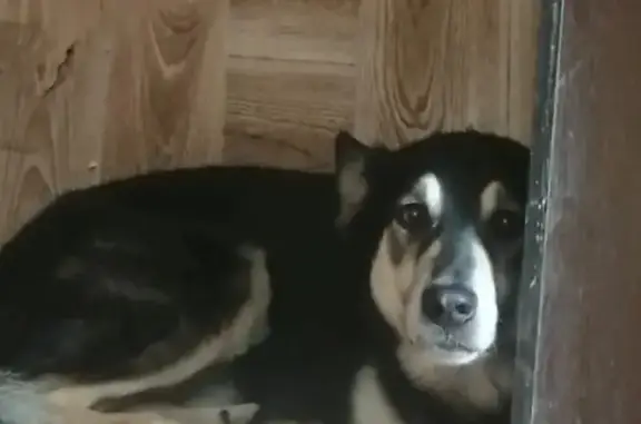 Пропала собака Зефир в Новоуральске