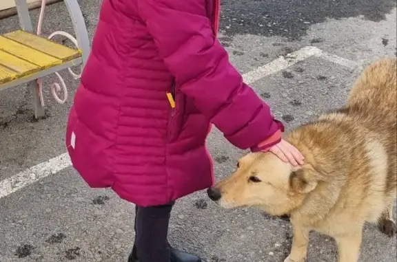 Пропала рыжая собака на Барнаульской, 62