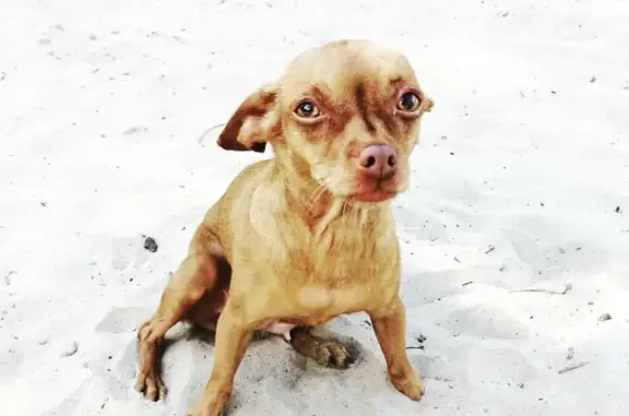 Пропала собака Карликовый пинчер в Туймазах