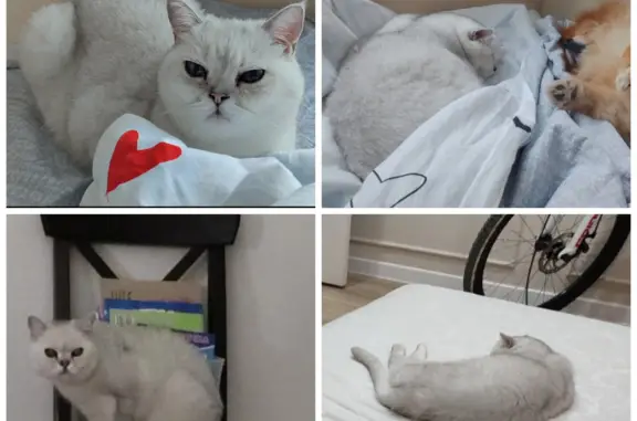 Пропала серебристая кошка в Чебоксарах на ул. Тимофея Кривова, 21