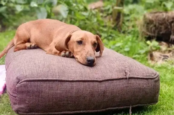 Потерянные животные Краснодар, фото: Собака пропала на Северной улице, Краснодар