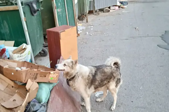 Найдена собака, Ростов-на-Дону, фото: Найдена хаски на 38-й линии, Ростов-на-Дону