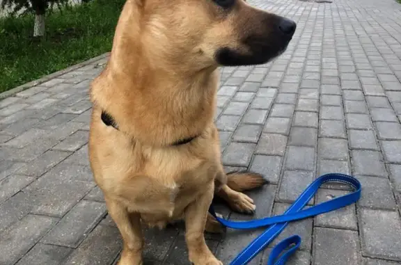 Собака найдена на Мельничной улице, Химки