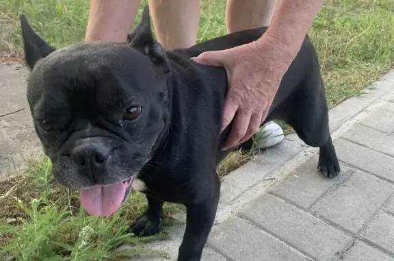 Найдена ласковая собака на улице Ягодной в Стрелецком