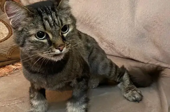 Котёнок найден на Масленникова 60 в Омске.