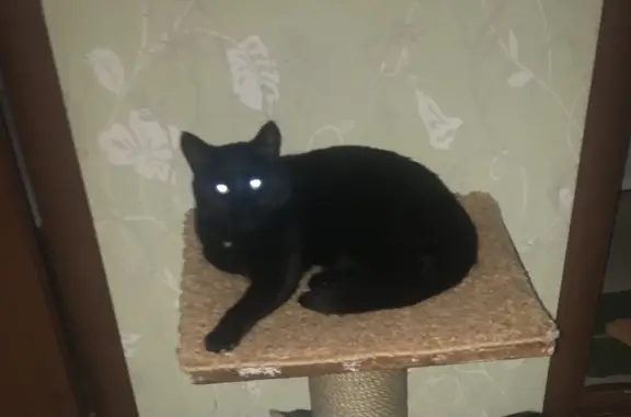 Кошки потеряшки, Набережные Челны, фото: Потеряшка стерилизованная чёрная кошка на Даффи бульваре, Набережные Челны