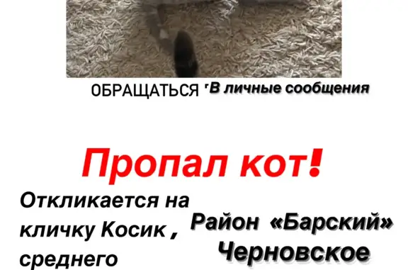 Пропала кошка на Строительной, Черновское, 12