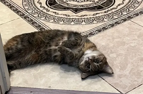 Кошки потеряшки, Набережные Челны, фото: Потеряшка кошка на бульваре Домостроителей 5