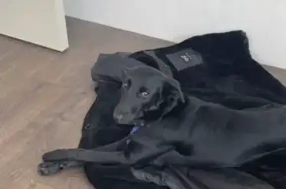 Собаки потеряшки, Нижний Новгород, фото: Потеряшка собака в Ольгино, ищем Девочку черного окраса.