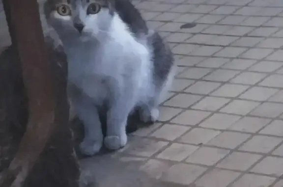 Найдена кошка, Орехово-Зуево