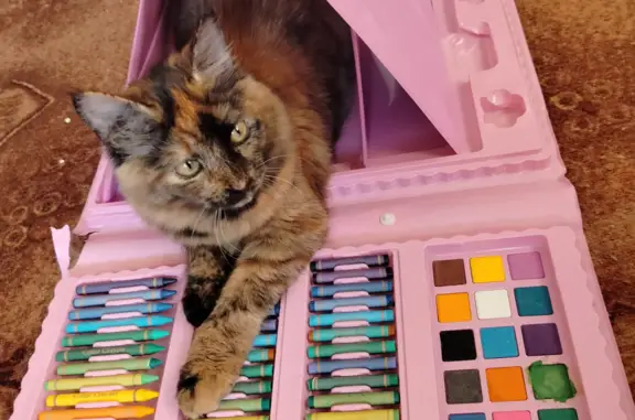 Кошки потеряшки, Новосибирск, фото: Потеряшка пушистая кошка на Переездной улице, 66