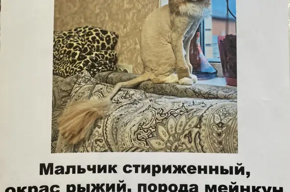 Пропала кошка породы Мейн-кун в Брянске 🐈