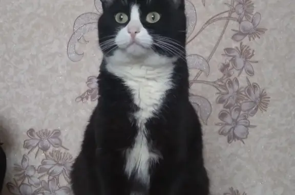 Кошки потеряшки, Набережные Челны, фото: Потеряшка кот, Набережные Челны, 7/12