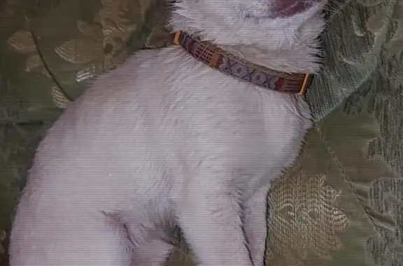Пропала собака Халк на Базарной улице
