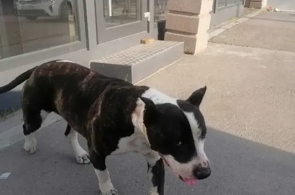 Найдена собака возле текучевского моста, нужна помощь!