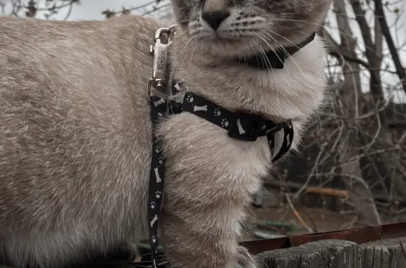 Пропала кошка в Улан-Удэ, 106-й квартал