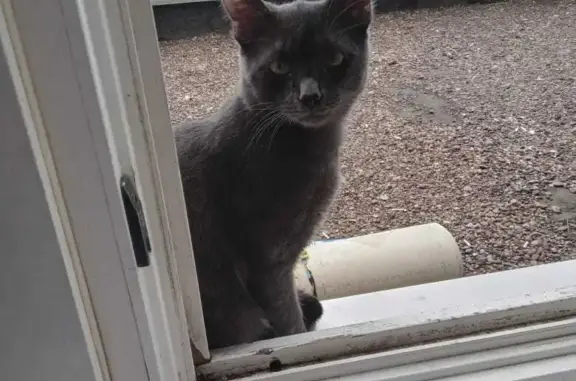 Кошки потеряшки, Набережные Челны, фото: Потеряшка кошка Кот, 9 мес., серый окрас. 30/19А, Н. Челны