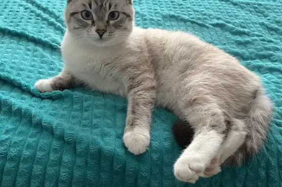 Кошки потеряшки, Новосибирск, фото: Потеряшка кошка на улице Никитина, 62