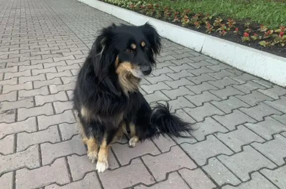 Собака найдена на ул. Ленина, 101 в Уссурийске.