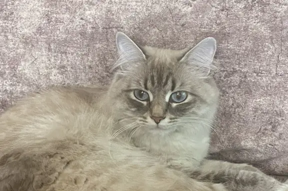 Кошки потеряшки, Новосибирск, фото: Потеряшка кошка породы Невская маскарадная, ул. К. Либкнехта, 93, Новосибирск