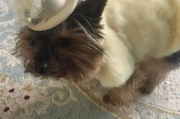 Пропала собачка на даче в Ессентуках, порода йоркширский терьер мини, 10 лет, примета - вываливается язычок.