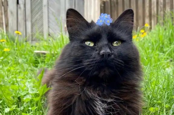Пропала кошка на улице Типанова, Сапёрное: черный молодой кот с коричневым отливом и пятнышком белой шерстки на груди, худой, с шаткой походкой, но резвый. Кастрирован, имеет проблемы со здоровьем.