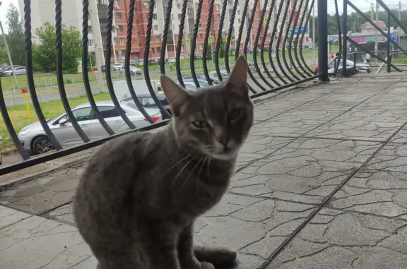 Найден ласковый котик на Дубравной, Казань