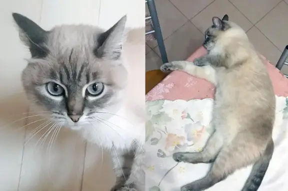 Пропала кошка на ул. 70 лет Октября, 5, Тольятти.