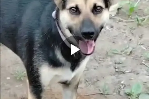 Пропала собака на улице Есенина, Новосибирск