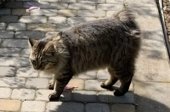 Пропала кошка Котику в Краснодаре