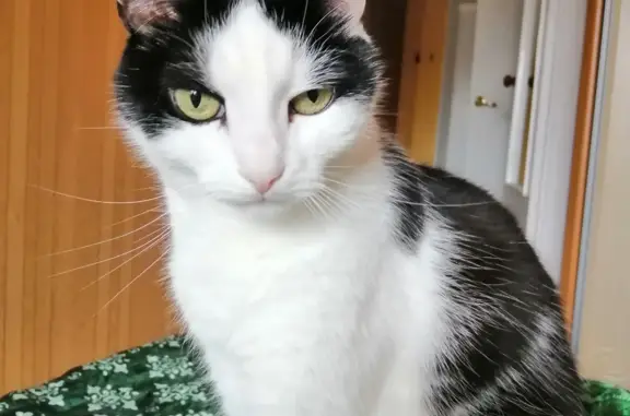 Потерянные животные Липецк, фото: Пропала кошка на ул. Катукова, Липецк