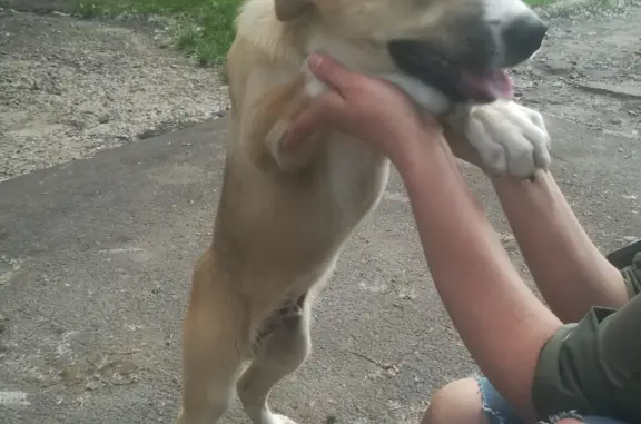 Собака найдена на Каширской, 8 в Ростове