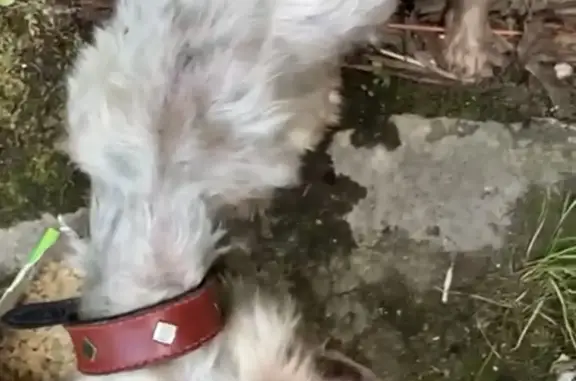 Найдена собака с красным ошейником в Московской области