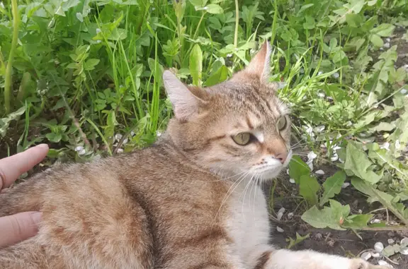 Пропала кошка на Советском переулке, 6, Красногорск.