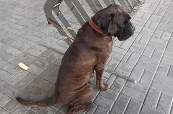 Найдена собака возле ТЦ на Проспекте Победы, Казань
