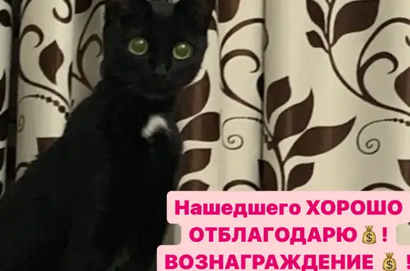 Кошки потеряшки, Набережные Челны, фото: Потеряшка кошка Рокси, Черная с белым пушком на груди, Набережные Челны