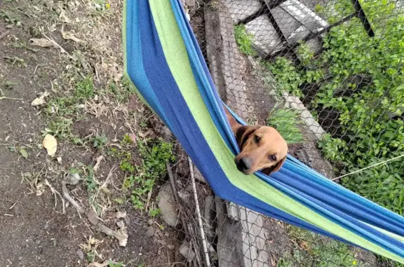 Собаки потеряшки, Новокузнецк, фото: Потеряшка коричневая собака на Заводском шоссе