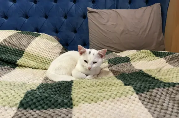 Кошки потеряшки, Санкт-Петербург, фото: Потеряшка кошка на Коллонтай 25: вознаграждение гарантировано